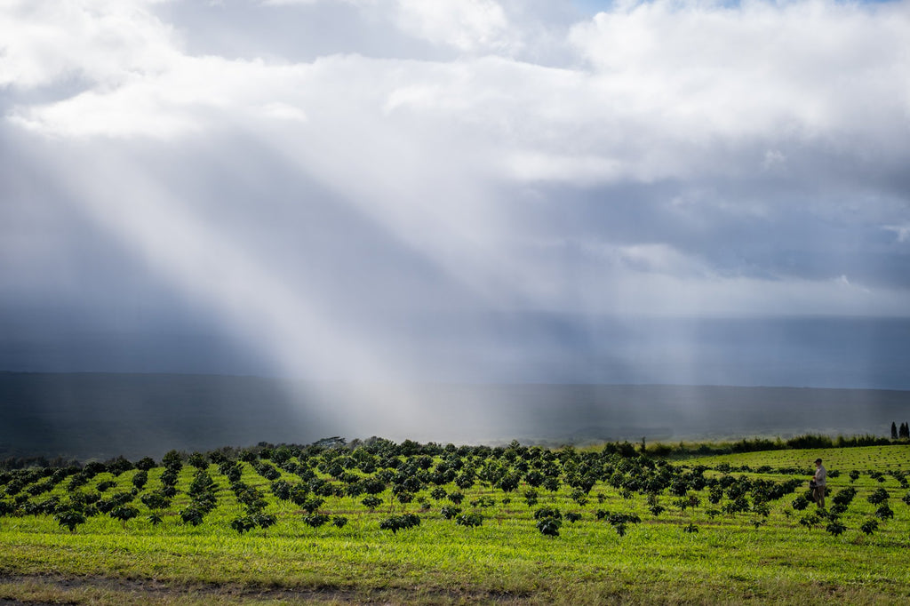 Yeast Fermented 100% Hawaiian Kau A Coffee Farm Special Batch