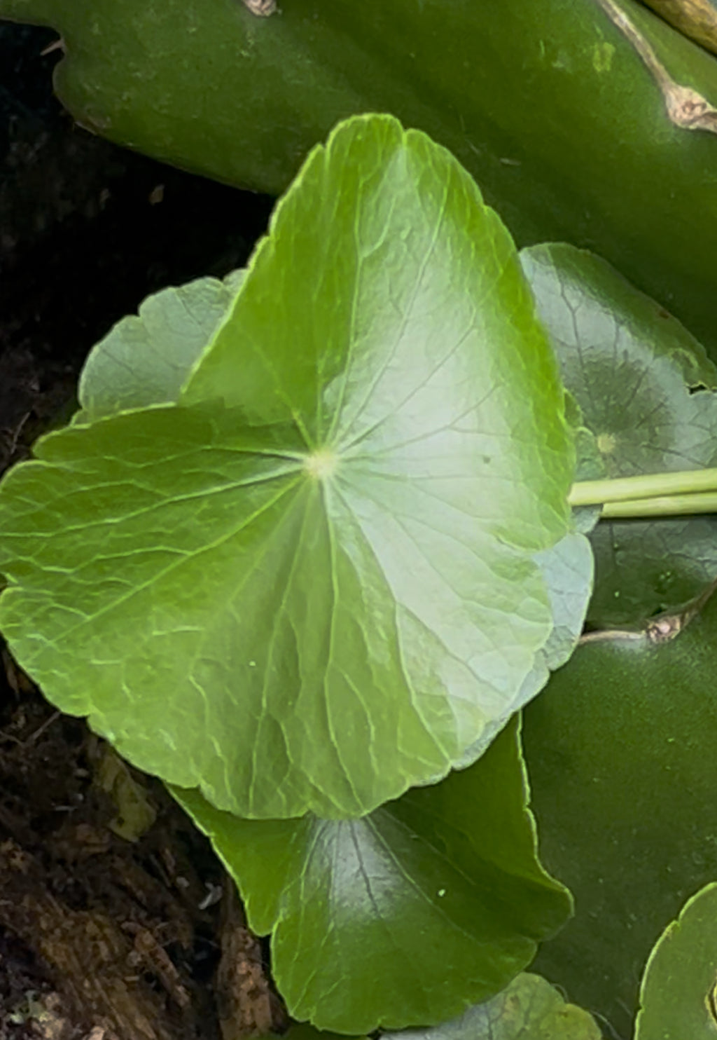 Gotu Kola Tallow Whipped Body Butter